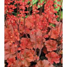 Heuchera × hybrida 'Cherry Cola'