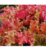 Heuchera × hybrida 'Marmalade'