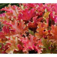 Heuchera × hybrida 'Marmalade'