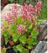 Heuchera pulchella - heuchera