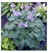 Hosta 'Blue Cadet' - funkia 'Blue Cadet'