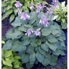 Hosta 'Blue Cadet' - funkia 'Blue Cadet'