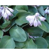 Hosta 'Blue Mouse Ears' - funkia 'Blue Mouse Ears'