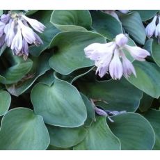 Hosta 'Blue Mouse Ears' - funkia 'Blue Mouse Ears'
