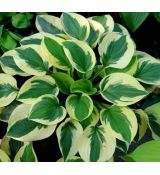 Hosta 'Brim Cup' - funkia 'Brim Cup'