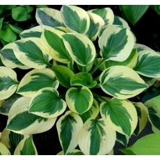 Hosta 'Brim Cup' - funkia 'Brim Cup'