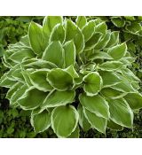 Hosta fortunei 'Albomarginata' - funkia 'Albomarginata'