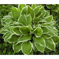 Hosta fortunei 'Albomarginata' - funkia  'Albomarginata'