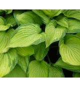 Hosta fortunei 'Albopicta' - funkia 'Albopicta'