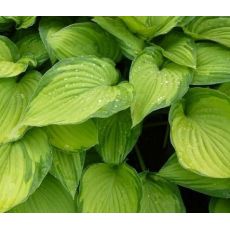 Hosta fortunei 'Albopicta' - funkia 'Albopicta'
