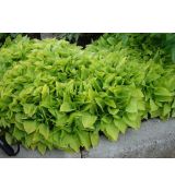 Hosta 'Hydon Sunset' - funkia 'Hydon Sunset'