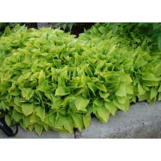 Hosta 'Hydon Sunset' - funkia 'Hydon Sunset'