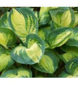 Hosta 'Great Expectations' - funkia 'Great Expectations'