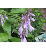 Hosta lancifolia - funkia japonská