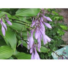 Hosta lancifolia - funkia japonská