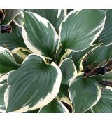 Hosta 'Patriot' - funkia  'Patriot'