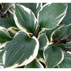 Hosta 'Patriot' - funkia  'Patriot'