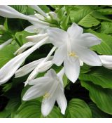 Hosta plantaginea - funkia skorocelová