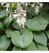 Hosta sieboldiana 'Elegans' - funkia sieboldova 'Elegans'