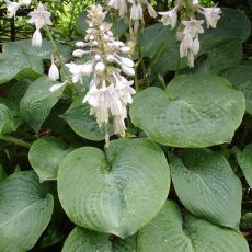 Hosta sieboldiana 'Elegans' - funkia sieboldova 'Elegans'