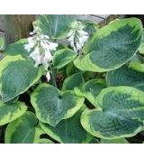 Hosta sieboldiana 'Francess Williams' - funkia sieboldova 'Francess Williams'