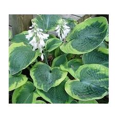 Hosta sieboldiana 'Francess Williams' - funkia sieboldova 'Francess Williams'