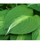 Hosta 'Striptease' - funkia 'Striptease'