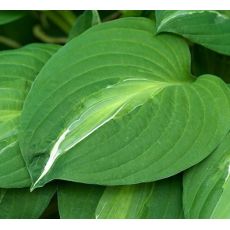 Hosta 'Striptease' - funkia  'Striptease'