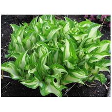 Hosta undulata 'Univittata' - funkia 'Univittata'