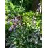Hosta undulata 'Univittata' - funkia 'Univittata'