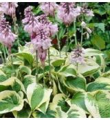 Hosta 'Wide Brim' - funkia 'Wide Brim'