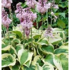 Hosta 'Wide Brim' - funkia 'Wide Brim'