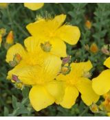 Hypericum polyphillum 'Grandiflorum' - ľubovník mnoholistý 'Grandiflorum'