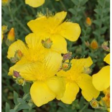Hypericum polyphillum 'Grandiflorum' - ľubovník mnoholistý 'Grandiflorum'