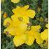 Hypericum polyphillum 'Grandiflorum' - ľubovník mnoholistý 'Grandiflorum'