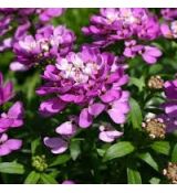 Iberis sempervirens 'Absolutely Amethyst' - iberka vždyzelená 'Absolutely Amethyst'
