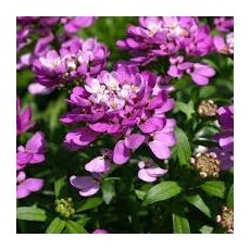 Iberis sempervirens 'Absolutely Amethyst' - iberka vždyzelená 'Absolutely Amethyst'