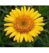 Inula ensifolia 'Compacta' - oman mečolistý 'Compacta'