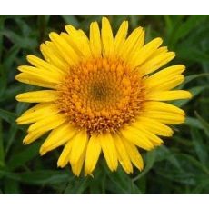 Inula ensifolia 'Compacta' - oman mečolistý 'Compacta'