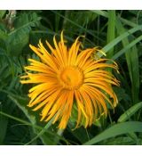 Inula glandulosa (orientalis grandiflora) - oman východný