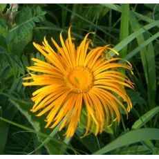 Inula glandulosa (orientalis grandiflora) - oman východný