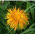 Inula glandulosa (orientalis grandiflora) - oman východný