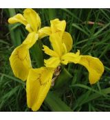 Iris pseudacorus - kosatec žltý