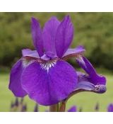 Iris sibirica 'Caesar' - kosatec sibírsky 'Caesar'