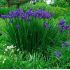 Iris sibirica 'Caesar' - kosatec sibírsky 'Caesar'