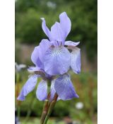 Iris sibirica 'Soft Blue' - kosatec sibírsky 'Soft Blue'