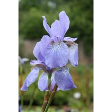 Iris sibirica 'Soft Blue' - kosatec sibírsky 'Soft Blue'