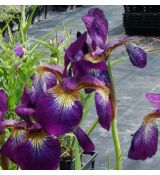 Iris sibirica 'Towanda Red Flair' - kosatec sibírsky 'Towanda Red Flair'