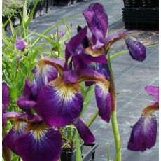 Iris sibirica 'Towanda Red Flair' - kosatec sibírsky 'Towanda Red Flair'