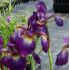 Iris sibirica 'Towanda Red Flair' - kosatec sibírsky 'Towanda Red Flair'